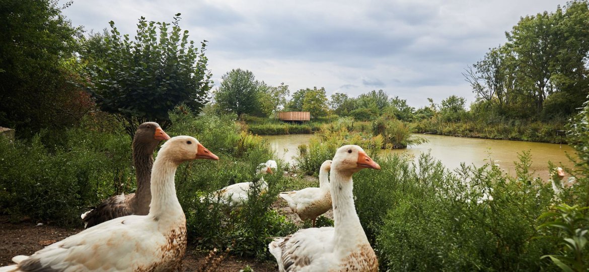 Stadtgemeinde Gänserndorf - Im Gänsemarsch © Rupert Pessl