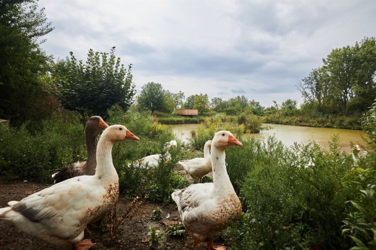 Stadtgemeinde Gänserndorf - Im Gänsemarsch © Rupert Pessl