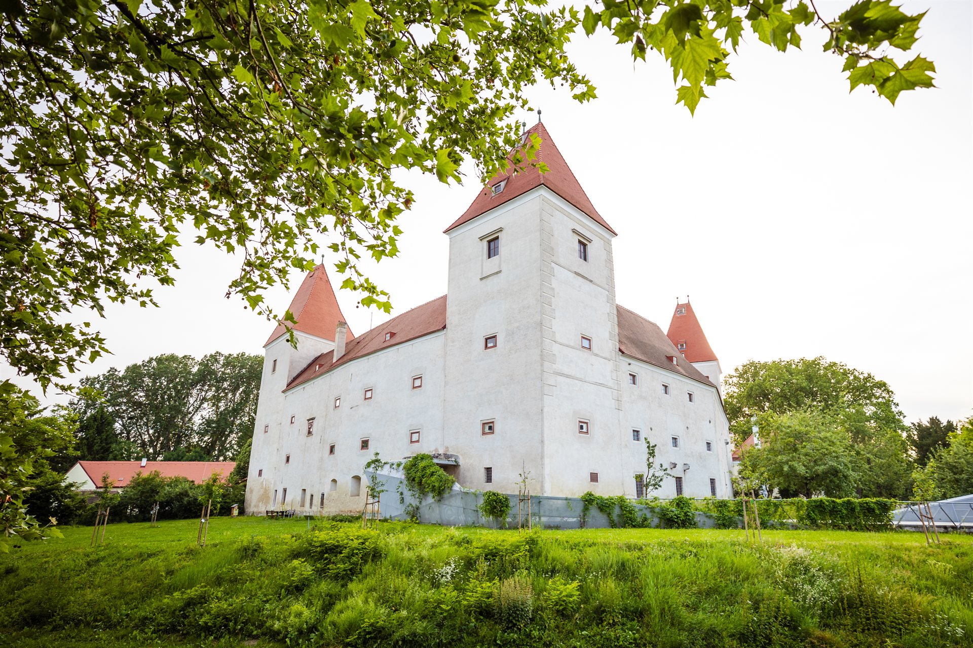 Orth an der Donau - Schloss, Die Rose von Orth © Briana Pfaffel